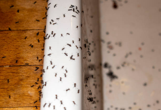 Best Pest Control for Homes  in Beloit, WI